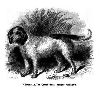 Seekor otterhound, diterbitkan pada tahun 1859