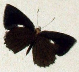 Allotinus major