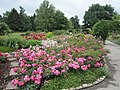 Bad Wörishofen: Rosengarten im Kurpark