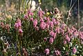 Ährenheide (Erica spiculifolia)