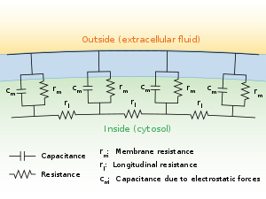 Schematic of resistance and capacitance in an abstract neuronal fiber
