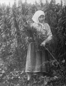 Hemp harvest in USSR, 1956