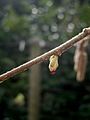 Corylus avellana female flower