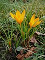 Crocus flavus subsp. flavus