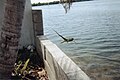 Iguana ở Florida Keys, đang lặn xuống biển