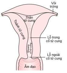 Diagram of the uterus and part of the vagina.