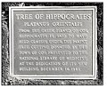 Plaque at base of Tree of Hippocrates at the National Library of Medicine.