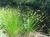 Juncus effusus, soft rush.