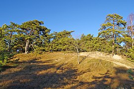 Carrenziener Heide mit bewaldeten Dünen