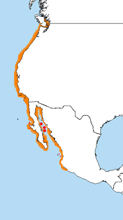 Range of L. heermanni