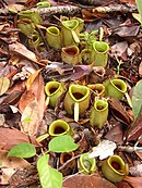 Nepenthes ampullaria; Borneo, Sumatra, Malezja, Tajlandia, Singapur, Moluki i Nowa Gwinea