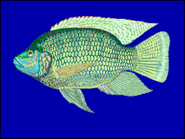 Oreochromis placidus