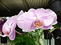 Phalaenopsis grex abendrot