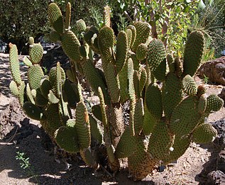 Opuntia rufida