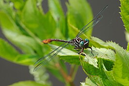 Stylurus plagiatus