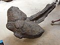 Schwanzkeule eines Ankylosaurus