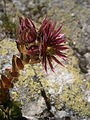 Sempervivum montanum