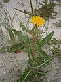 Sonchus arvensis