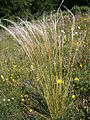 Stipa pennata