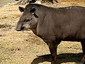Amerika tapiri, Tapirus terrestris