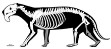 Skeletal Reconstruction of Thylacosmilus atrox. Missin parts based on other members of Sparassodonta.