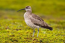 brownish wader with long curved bill