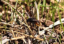 Wildbiene beim Tarnen des Geleges
