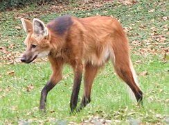 Maned wolf