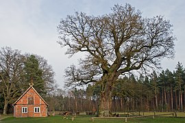 „700-jährige Eiche“ beim Forsthof „Grüner Jäger“