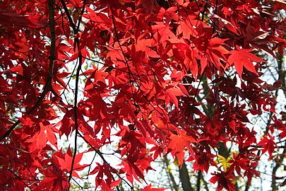 Acer palmatum 'Osakazuki'