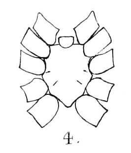 Anemesia tubifex