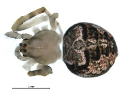 Araneus pegnia