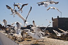 Atlantic yellow-legged gulls