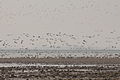 Birds at Poyang Lake, 2014