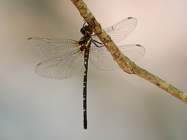 Eusynthemis nigra