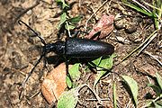 Female specimen