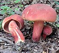 Boletus carminiporus