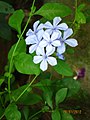 South Indian. (Horizontal is the correct posture)http://en.wiki.x.io/wiki/Plumbago