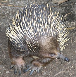 Rövidcsőrű hangyászsün (Tachyglossus aculeatus)