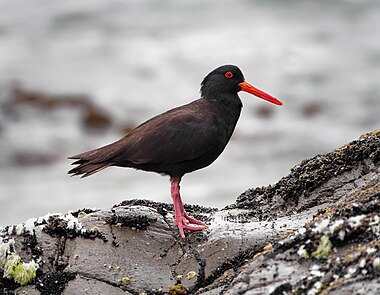 Sooty Oystercatcher