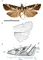 Hoploscopa matheae (Hoploscopinae), Malezja