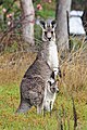 Gri Kanguru, Macropus giganteus