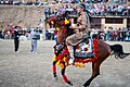 Kurdish horse