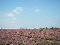 Osterheide bei Schneverdingen