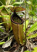 Nepenthes treubiana