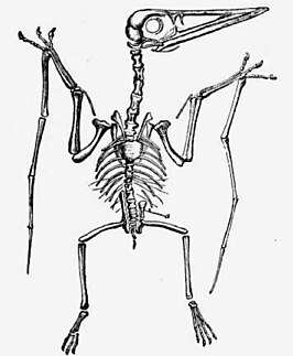 Pterodactylus