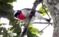 Cherry-throated tanager photographed from a bottom-front angle