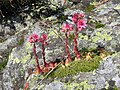 Sempervivum arachnoideum