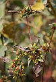 Synedrella nodiflora