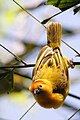 Taveta Golden-weaver